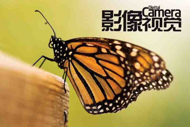 你不得不知的野外摄影技巧之微距摄影2
