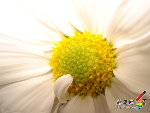 展现娇艳的魅力花卉摄影构图12