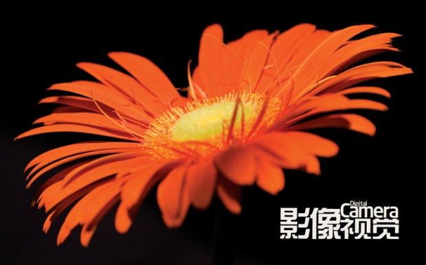 你不得不知的野外摄影技巧之微距摄影3
