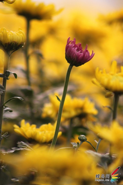 展现娇艳的魅力花卉摄影构图17