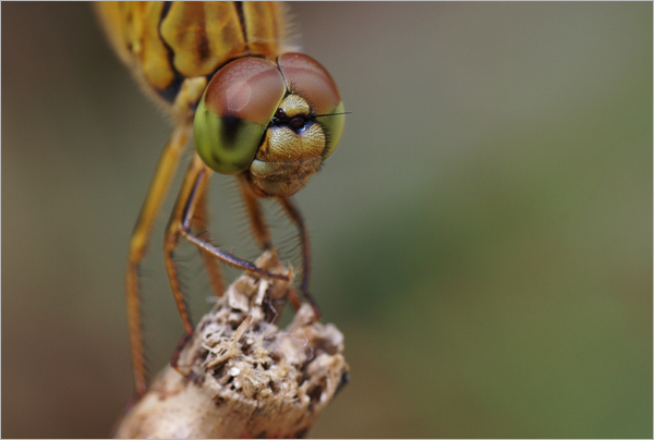 怎样拍摄蜻蜓的复眼？5