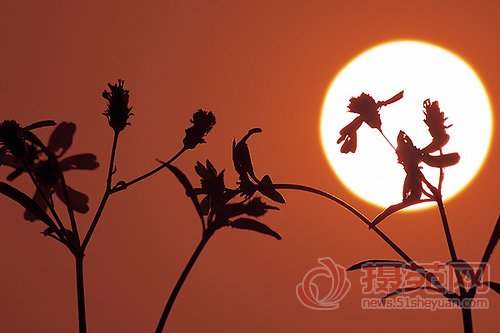 摄影构图之前景的运用6