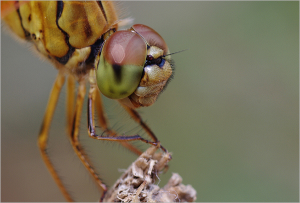 怎样拍摄蜻蜓的复眼？6