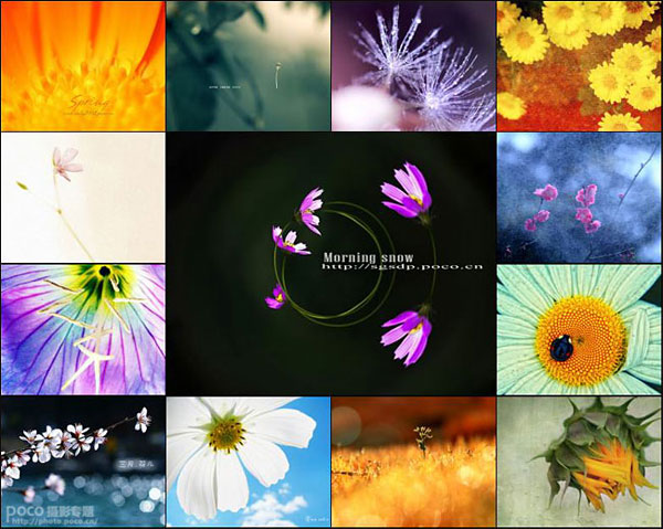 创意花卉摄影作品技巧分享1