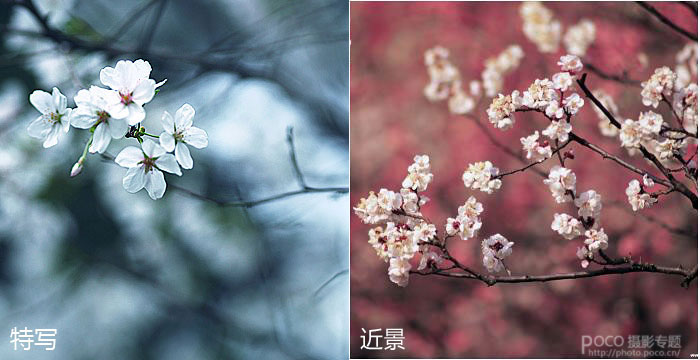 春天花卉摄影 樱花摄影技巧5