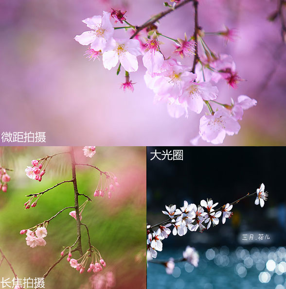 春天花卉摄影 樱花摄影技巧2
