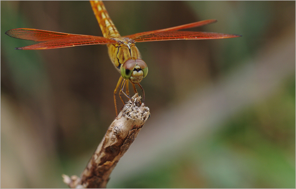 怎样拍摄蜻蜓的复眼？1