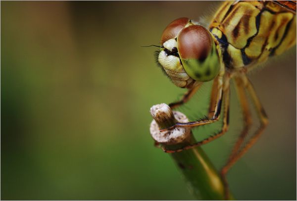 怎样拍摄蜻蜓的复眼？8