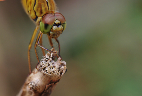 怎样拍摄蜻蜓的复眼？4
