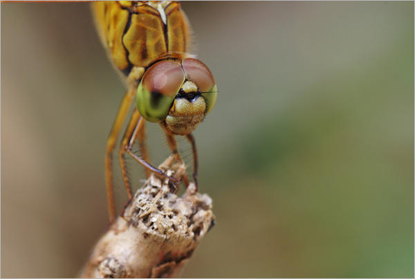 怎样拍摄蜻蜓的复眼？3