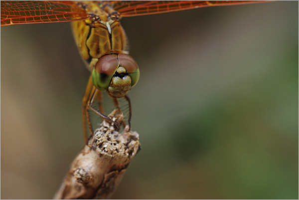 怎样拍摄蜻蜓的复眼？2