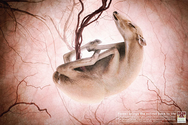 14个保护动物的公益广告设计6
