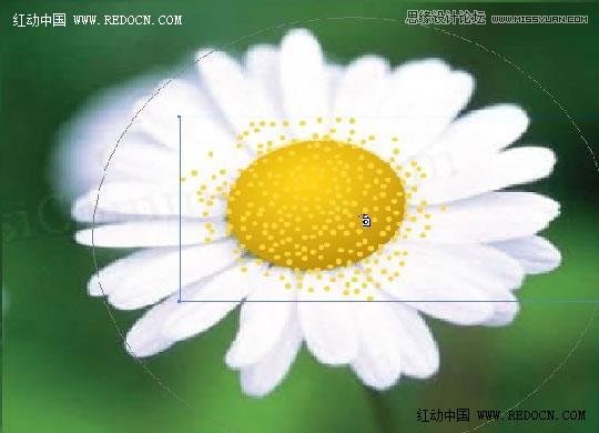 Illustrator绘制漂亮的白色雏菊6