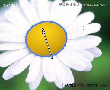 Illustrator绘制漂亮的白色雏菊4