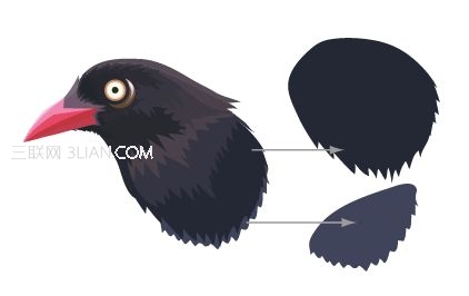 Illustrator使用色阶画法绘制鸟的插画14