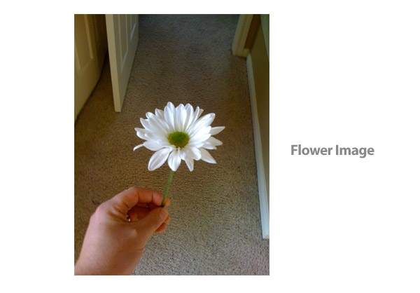 AI模仿真实花朵绘制出具有水彩矢量效果的花卉图2