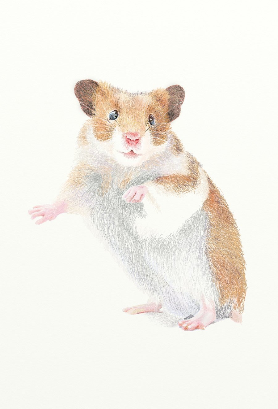 painter绘制一只可爱的小老鼠插画6