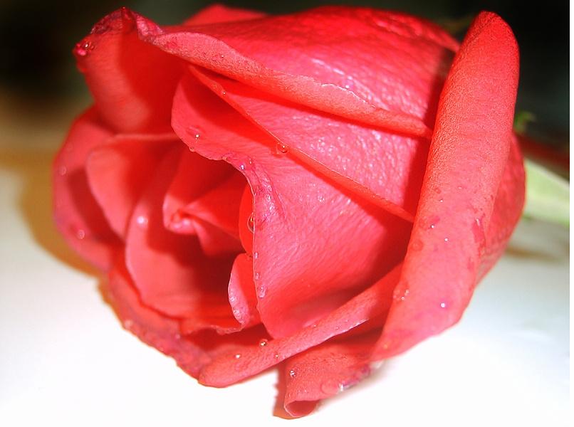 利用PhotoShop将红玫瑰变成蓝色玫瑰1