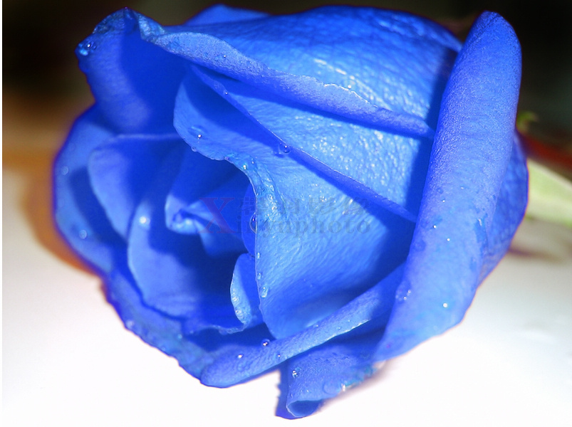 利用PhotoShop将红玫瑰变成蓝色玫瑰2