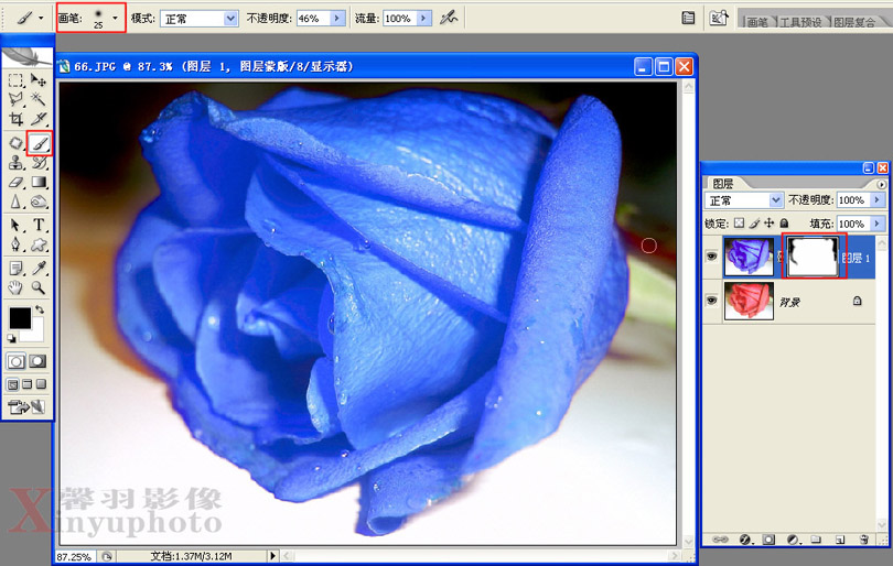 利用PhotoShop将红玫瑰变成蓝色玫瑰7
