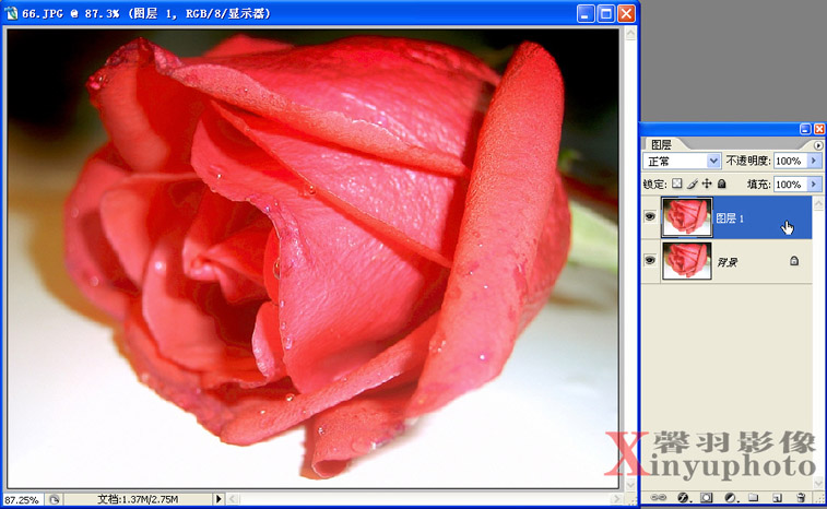 利用PhotoShop将红玫瑰变成蓝色玫瑰3