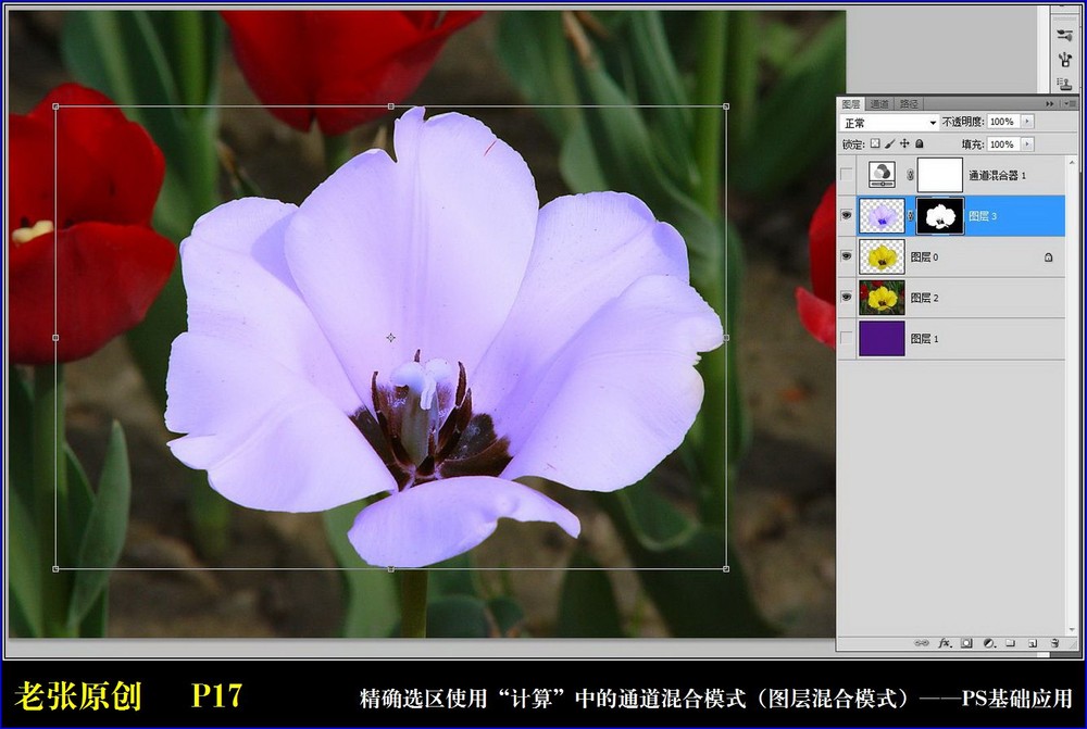 Photoshop通过计算命令改变花的颜色实例教程13