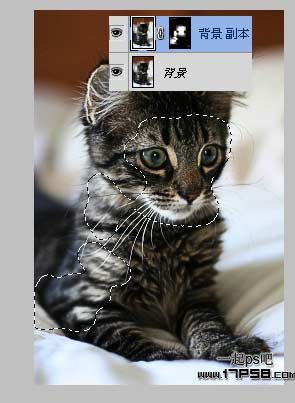 photoshop巧用滤镜工具提升猫咪图片的清晰度教程5