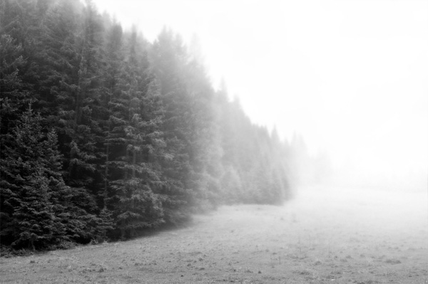Photoshop给树林风景照片加上淡灰色迷雾3