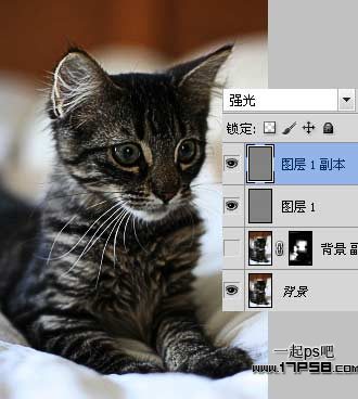 photoshop巧用滤镜工具提升猫咪图片的清晰度教程3