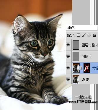 photoshop巧用滤镜工具提升猫咪图片的清晰度教程4