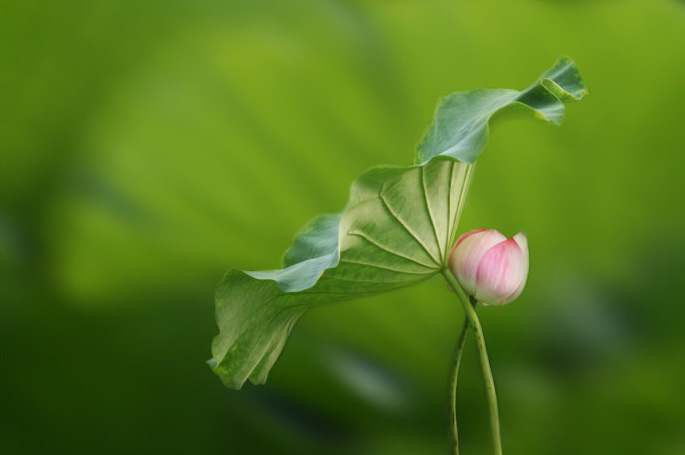 Photoshop简单虚化荷花图片背景突出主体3