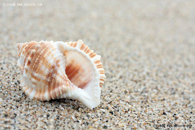 Photoshop调色诗意的沙滩贝壳2