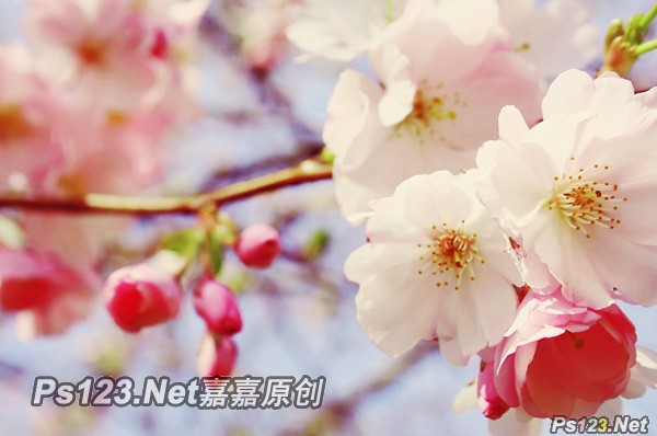 photoshop打造樱花清新淡雅的日系调色教程2