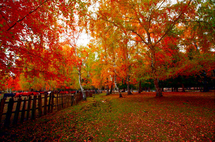 PS为秋日的风景照片调出高饱和色调教程2
