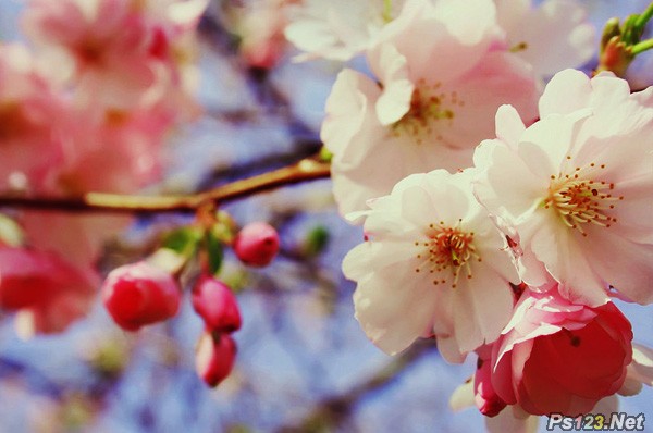 photoshop打造樱花清新淡雅的日系调色教程1