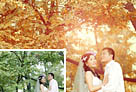 Photoshop打造温馨浪漫的暖色树林婚片1