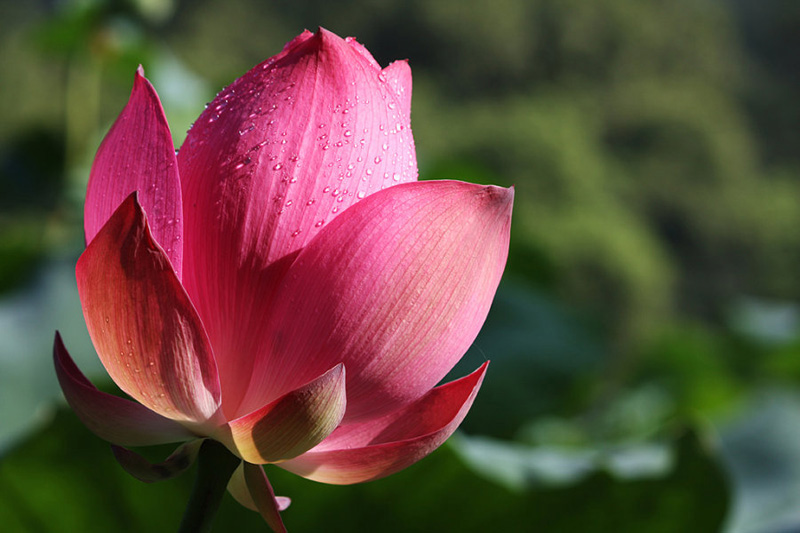 PhotoShop调出梦幻的紫色荷花图片效果教程2