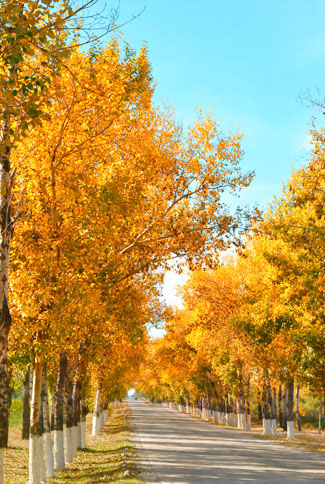 Photoshop给树林照片增加艳丽的秋季色2