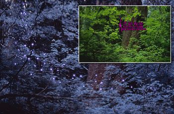 PhotoShop为森林调出梦幻艺术色调教程1