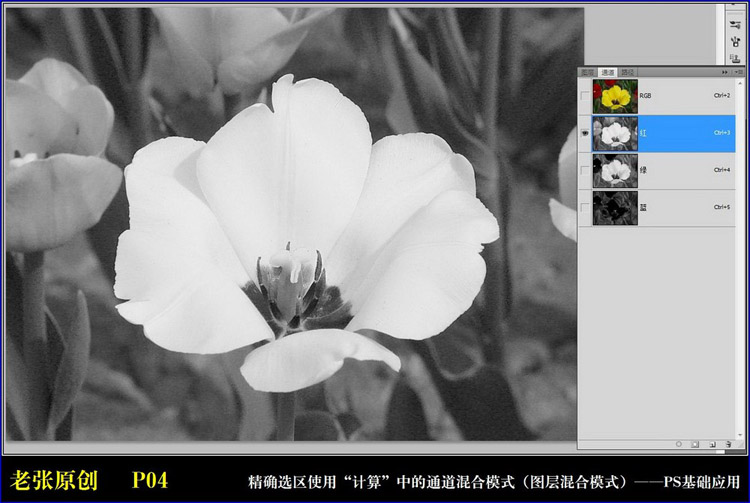 PhotoShop通过计算命令改变花的颜色图文教程4
