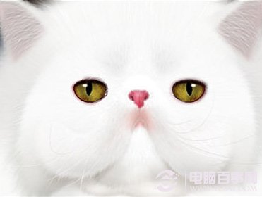 photoshop鼠绘神态憨厚的小白猫头像18