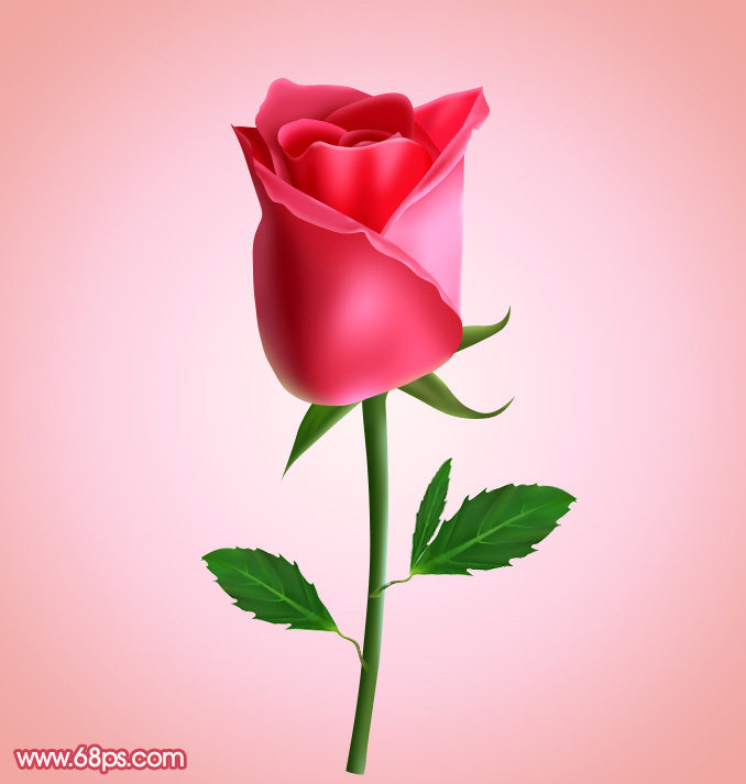 Photoshop绘制一朵含苞欲放的红玫瑰教程1