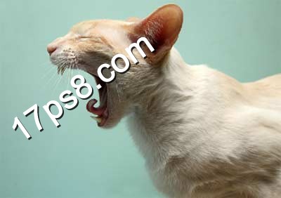 PhotoShop合成嘴里喷火焰的猫咪特效教程2