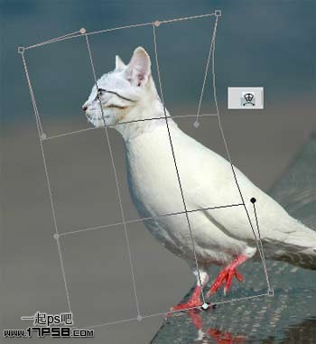 PhotoShop为鸽子换猫头的移花接木教程4