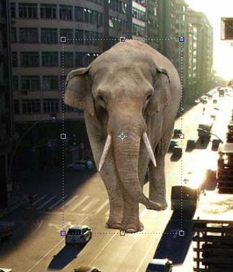 PS合成大象漫步行走在城市道路上4