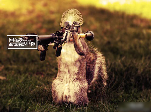 PhotoShop合成一只扛着枪的松鼠士兵1