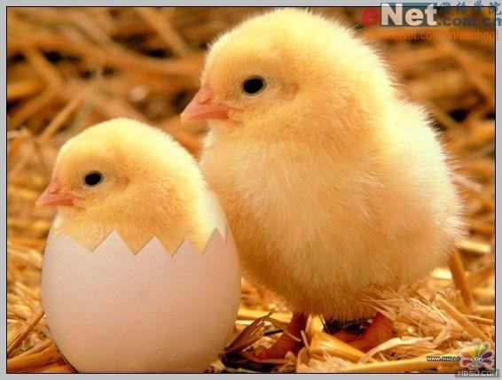 用PS合成“蛋壳里的小鸡1
