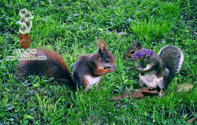 Photoshop合成两只松鼠拿着花朵1