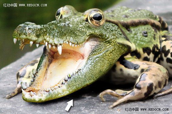 Photoshop合成的长着鳄鱼头的青蛙14