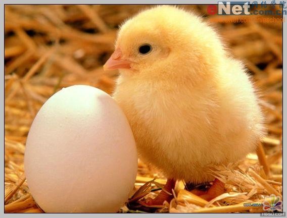 用PS合成“蛋壳里的小鸡2
